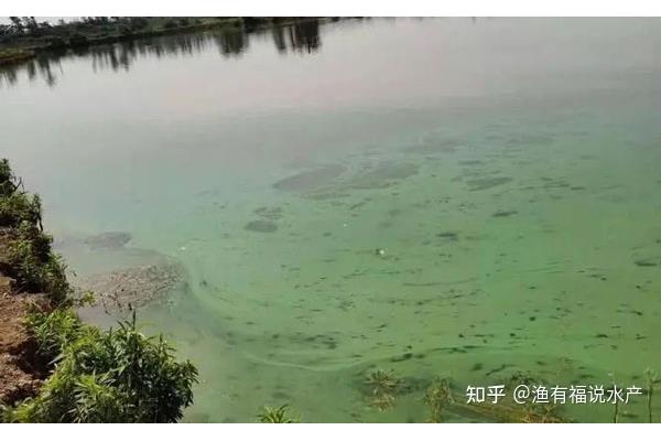 什么样的池塘