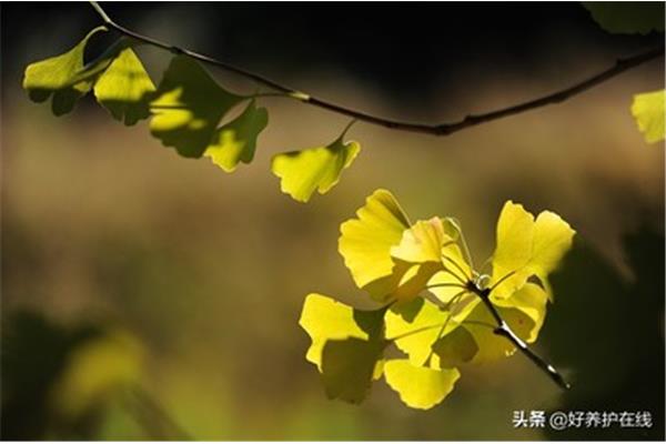 关于叶的诗句