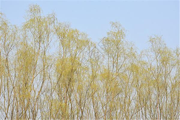 冬天的柳树