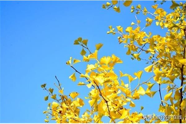 关于叶的诗句