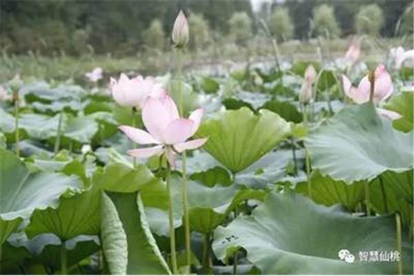 荷花长什么样子