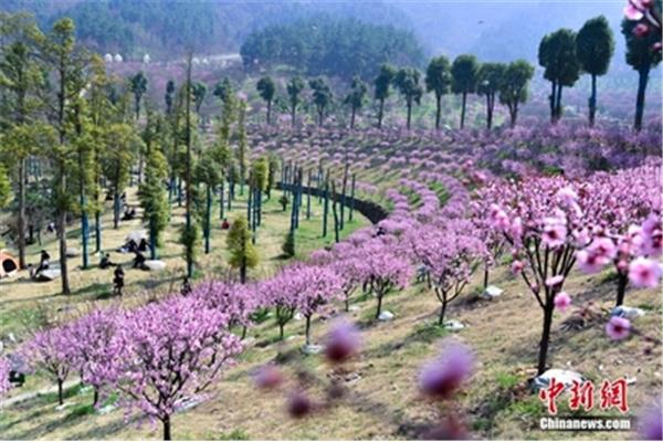 小说乡村春色