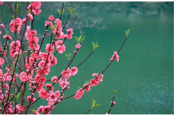 赞美春天的诗句