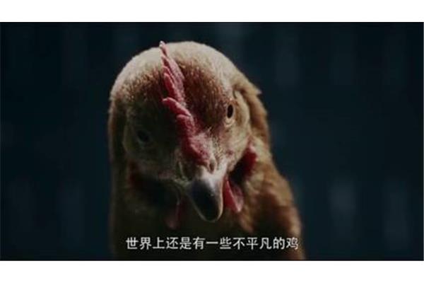 我是一只鸡