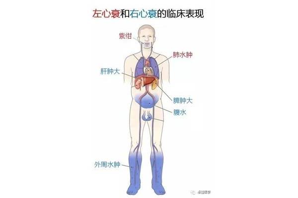 肝在左侧还是右侧