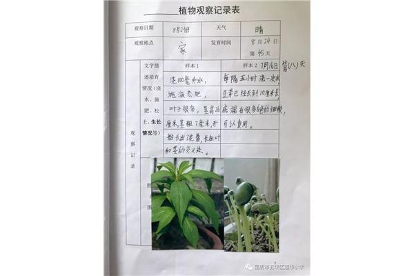 植物观察记录卡