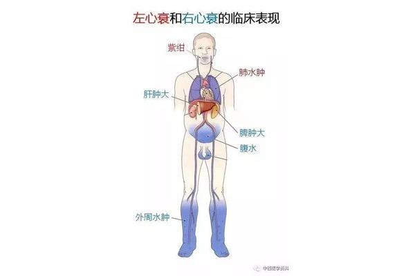 肝在左侧还是右侧