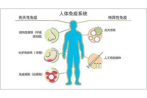 免疫系统功能