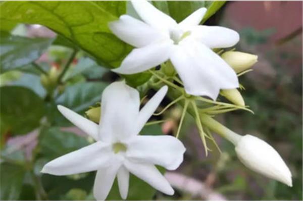 6月开什么花