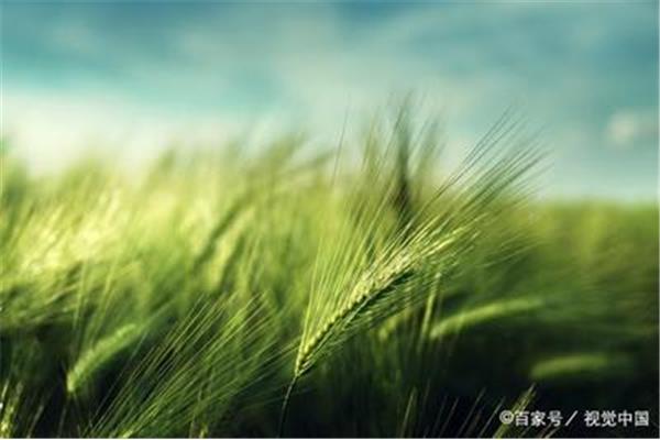 关于草的诗句