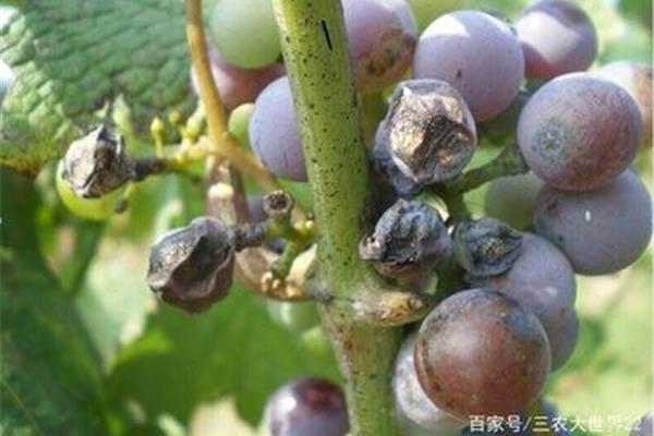 葡萄炭疽病