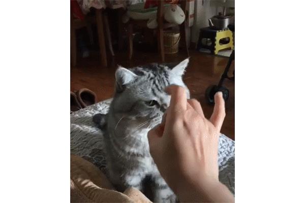 弹我是什么意思