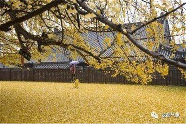 秋风萧瑟天气凉