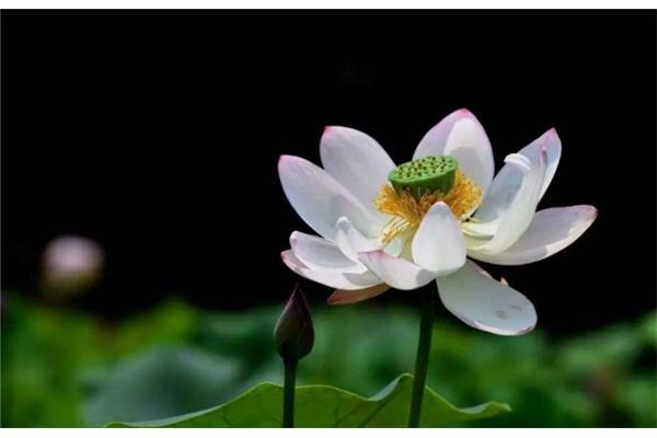 莲花的寓意和象征