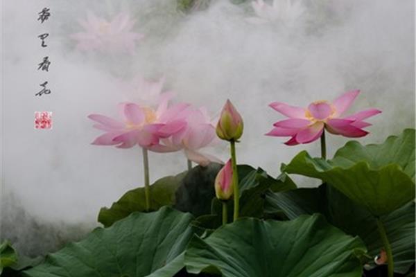 莲花的寓意和象征