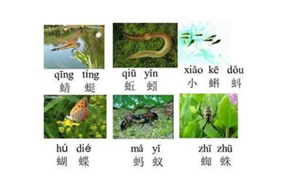 蜻蜓的拼音是什么