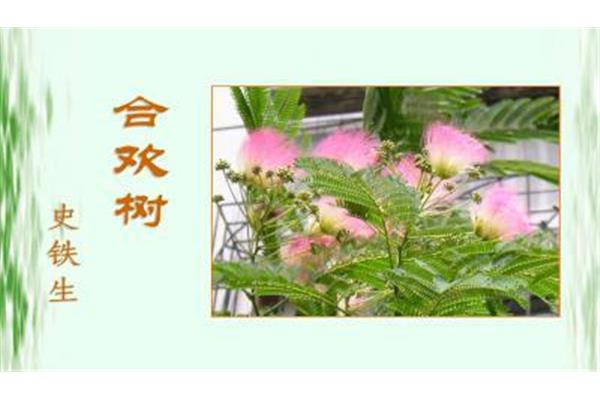 合欢树史铁生原文