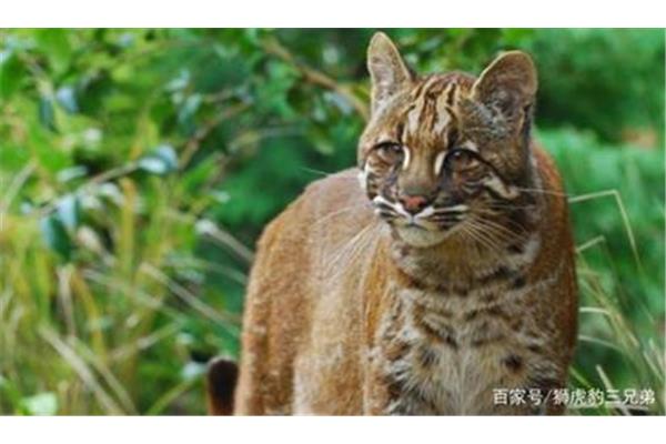 山中无老虎