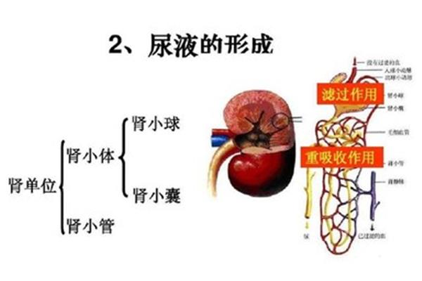 肾的功能和作用