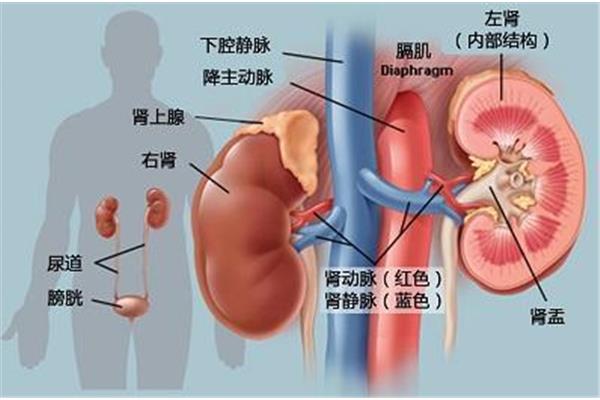 肾的功能和作用