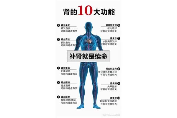 肾的功能和作用