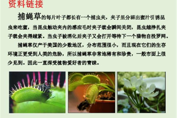 一个虫一个夹
