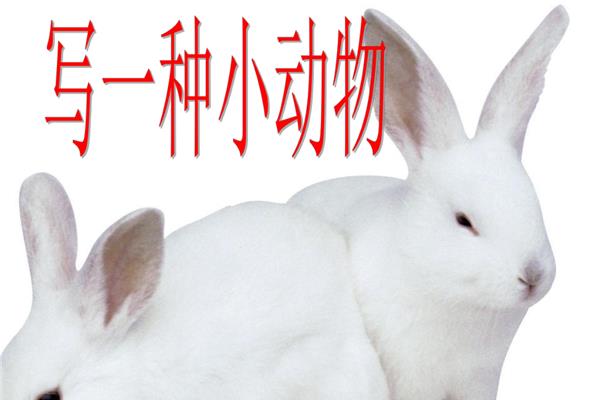 描写一种小动物