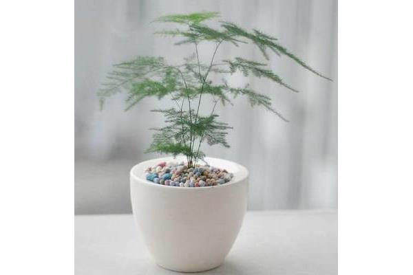 雅观的意思