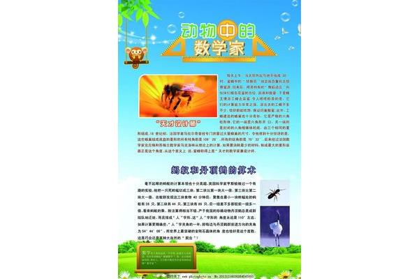 动物中的数学天才