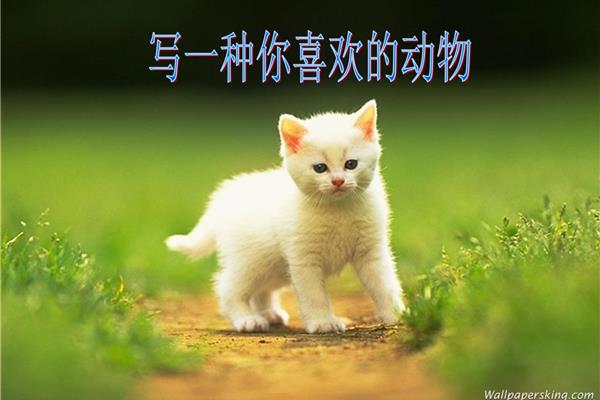 描写一种小动物