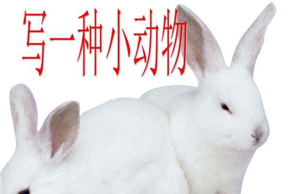 描写一种小动物
