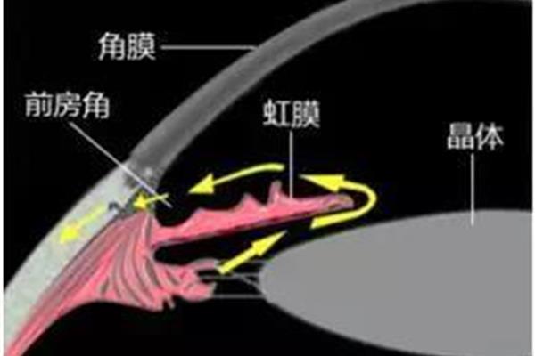 房水循环途径