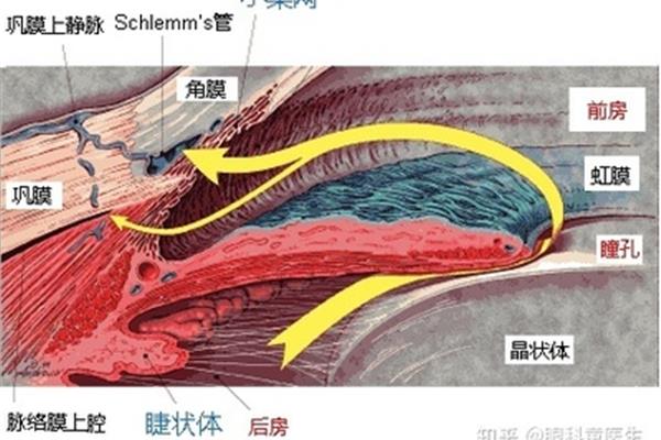 房水循环途径
