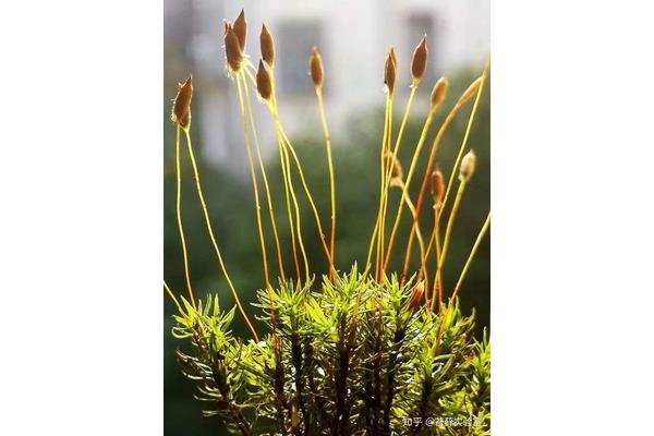 孢子植物有哪些
