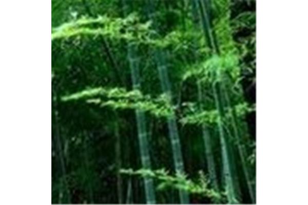 单的笔顺是