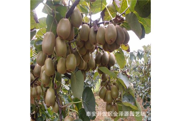 异地怎么办理离婚
