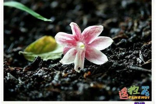 昭昭是什么意思