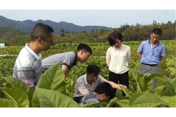 烟草专卖局招聘