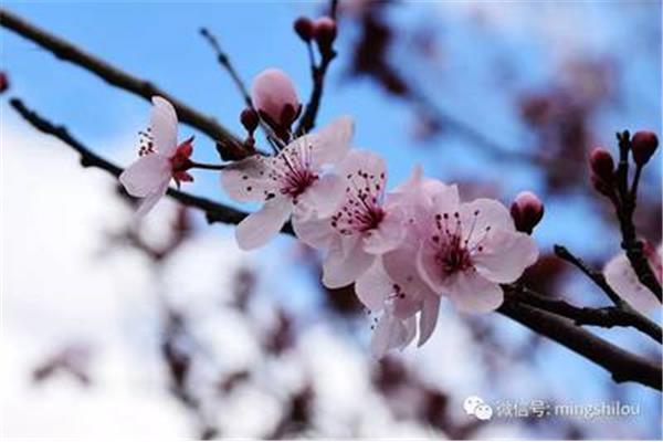 四月怎么形容
