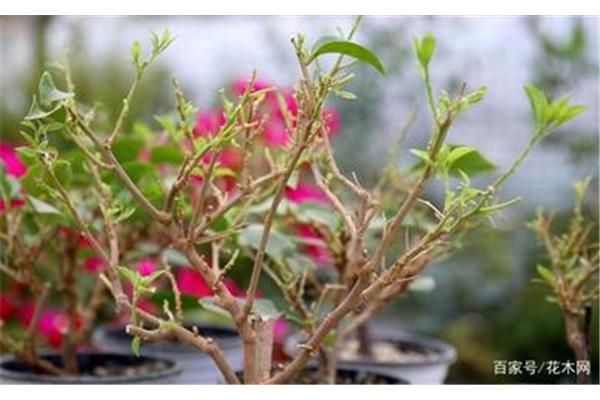 春天不开花