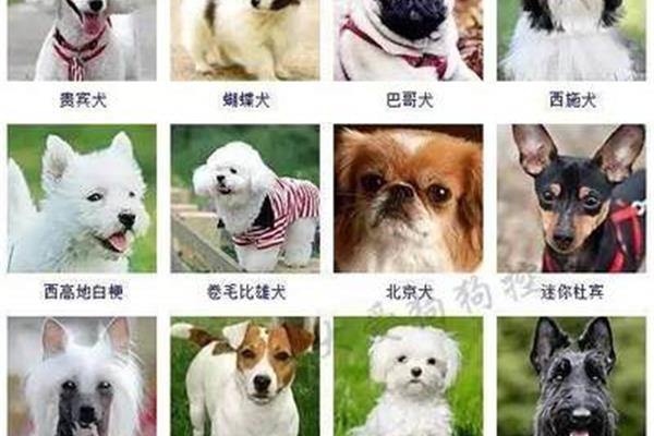 怎么当网红