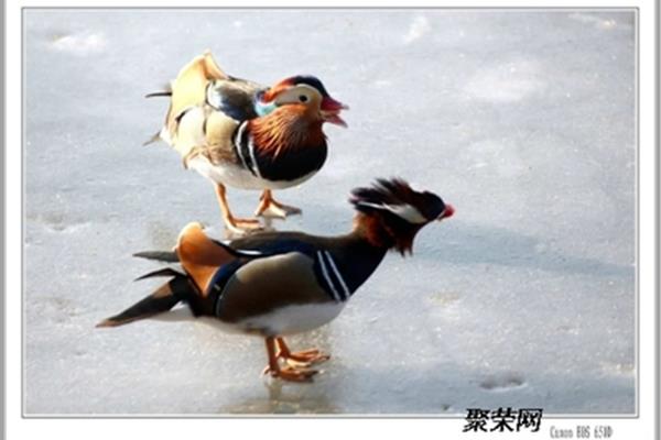 鸳鸯什么意思