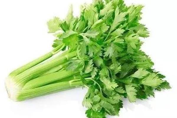 芹菜的英语
