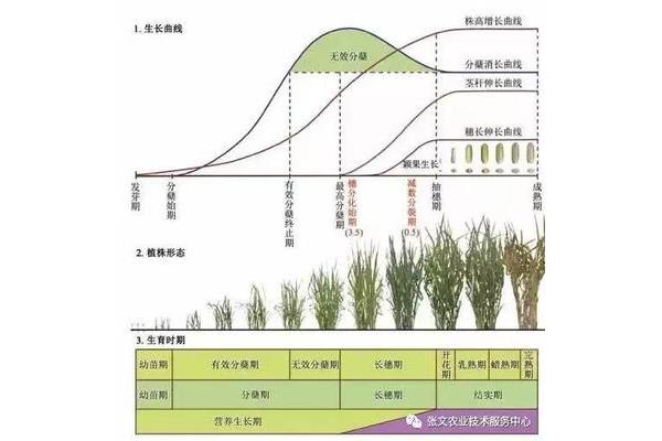 水稻的一生