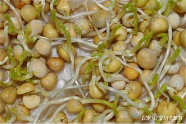 黄豆观察日记