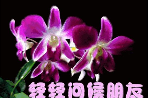 送给你真诚的祝福