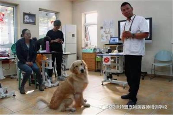 派特盟宠物美容学校