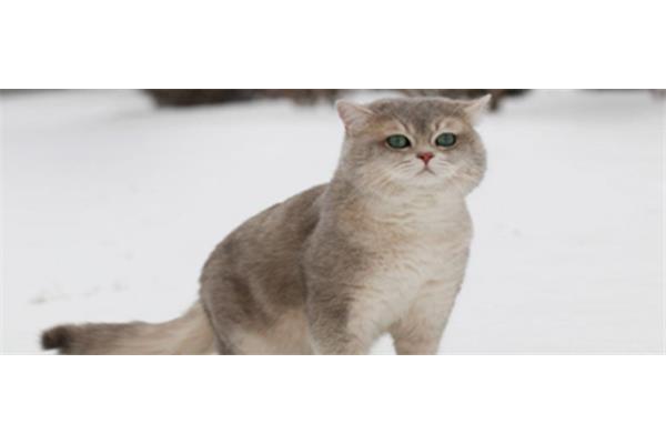 猫是几年级课文
