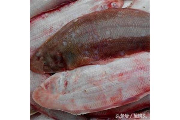 鳎目鱼又叫什么鱼