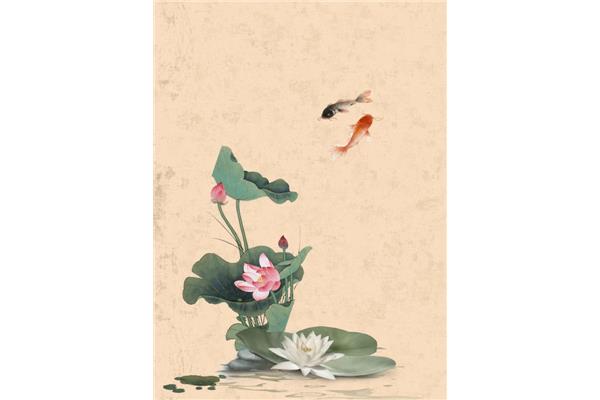 有关荷花的图片